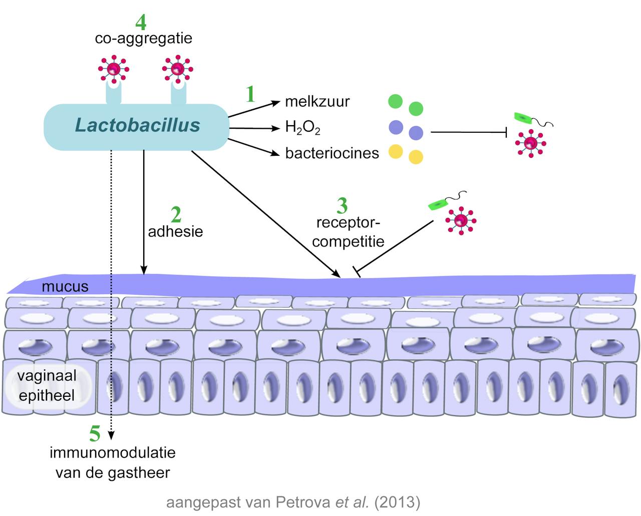 Een diagram die de mogelijke werkingsmechanismen van probiotica in de vagina weergeeft.