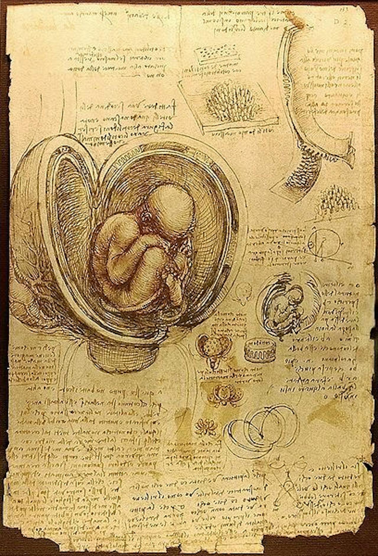 Een tekening van Leonardo da Vinci van een foetus in een baarmoeder.