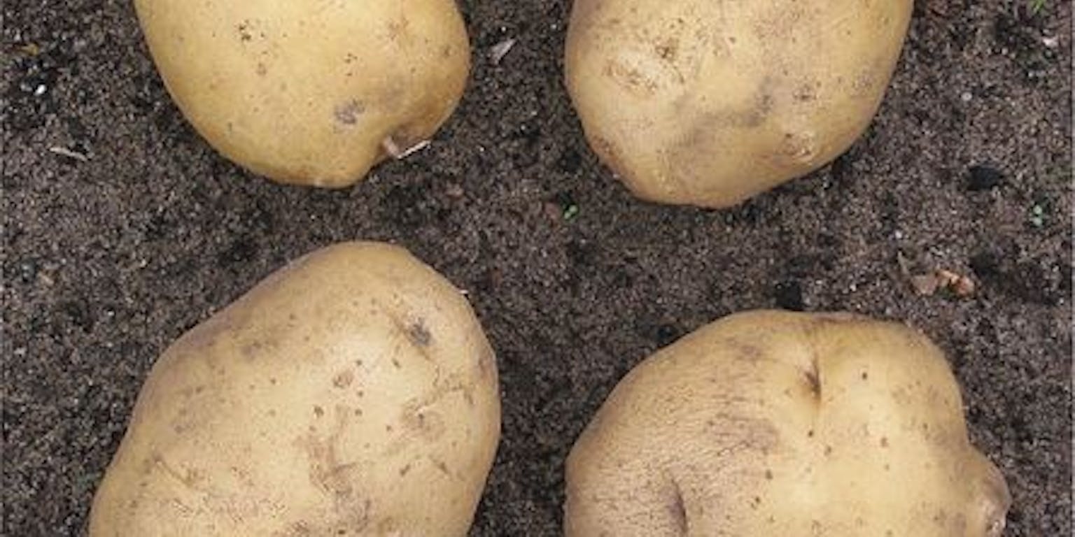 Vier kleine aardappelen liggen in de grond.
