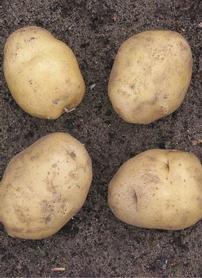 Vier kleine aardappelen liggen in de grond.