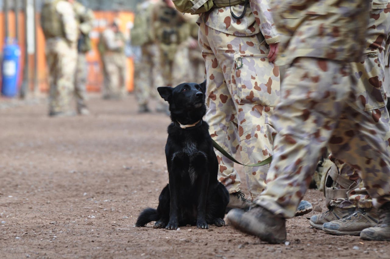 Een zwarte hond die naast de benen van een groep soldaten zit.