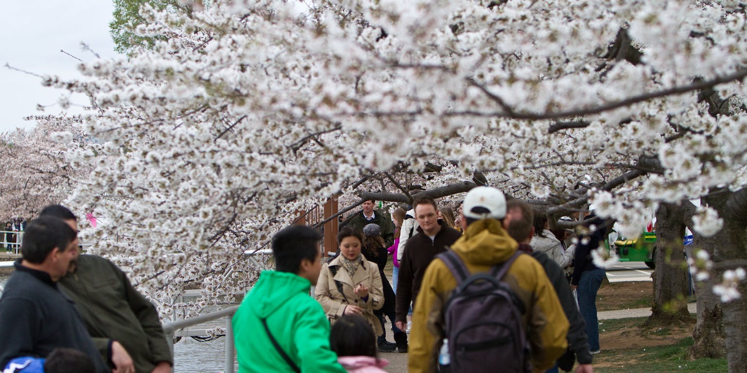 Een groep mensen loopt onder witte bloesembomen door.