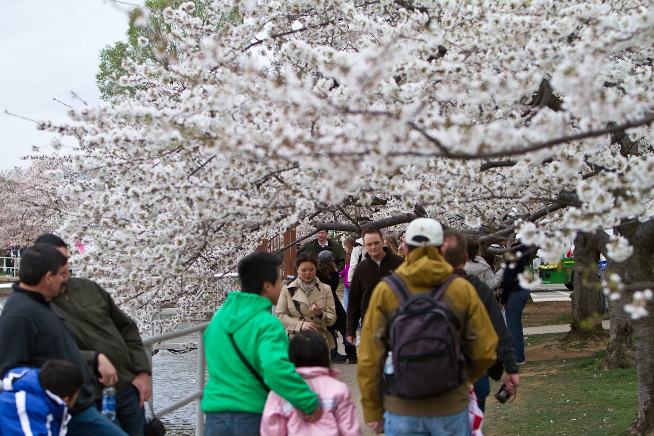 Een groep mensen loopt onder witte bloesembomen door.