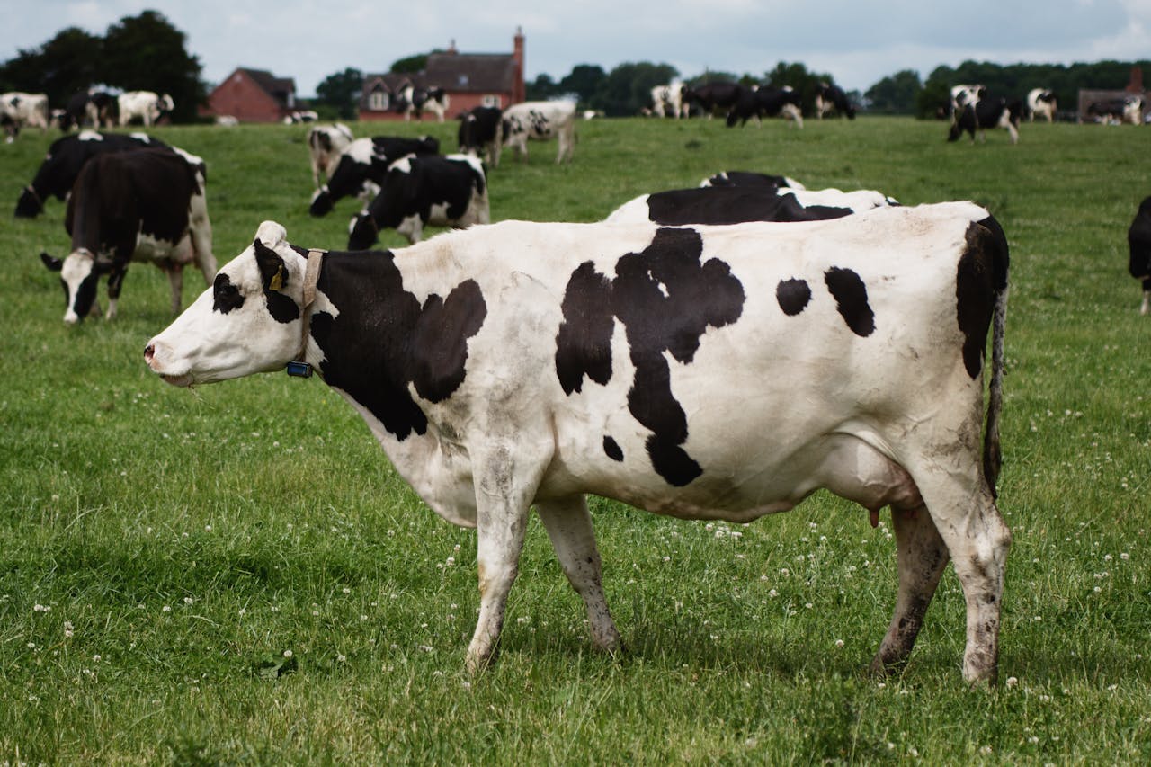 Een groep zwart-witte koeien in een grasveld.