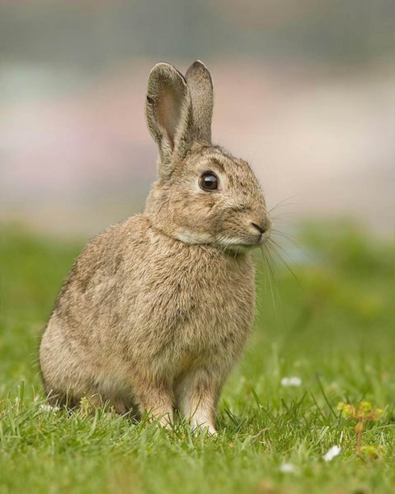 Een konijn zit op een grasveld.