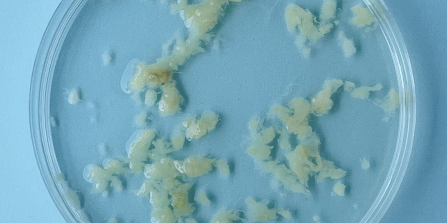 Een petrischaaltje met abortusweefsel na 4 weken zwangerschap.