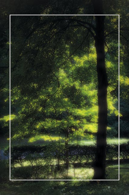 Groene bomen waar het licht doorheen valt.