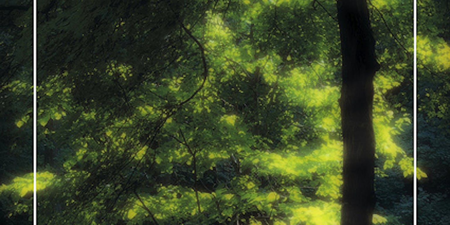 Groene bomen waar het licht doorheen valt.