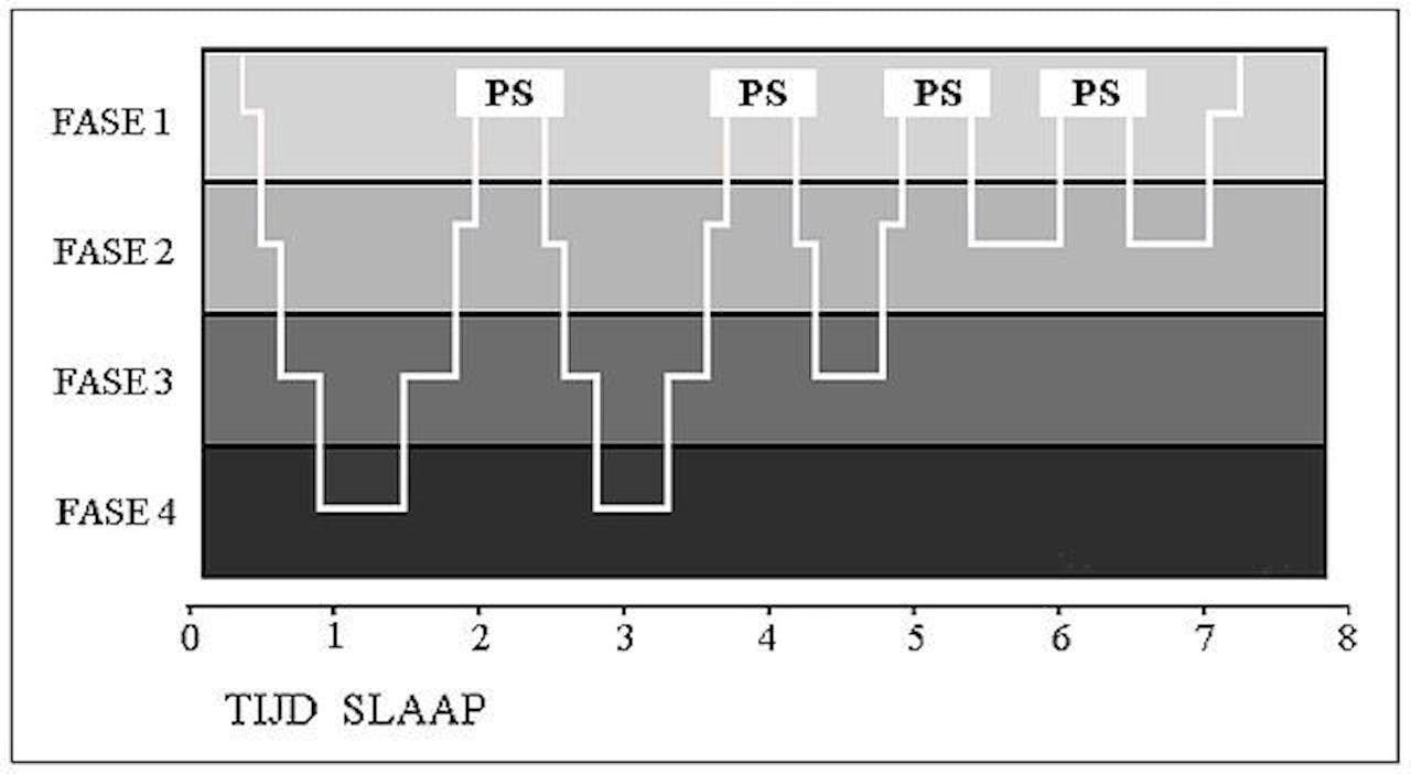 Een grafiek van de slaapcyclus van een volwassene.