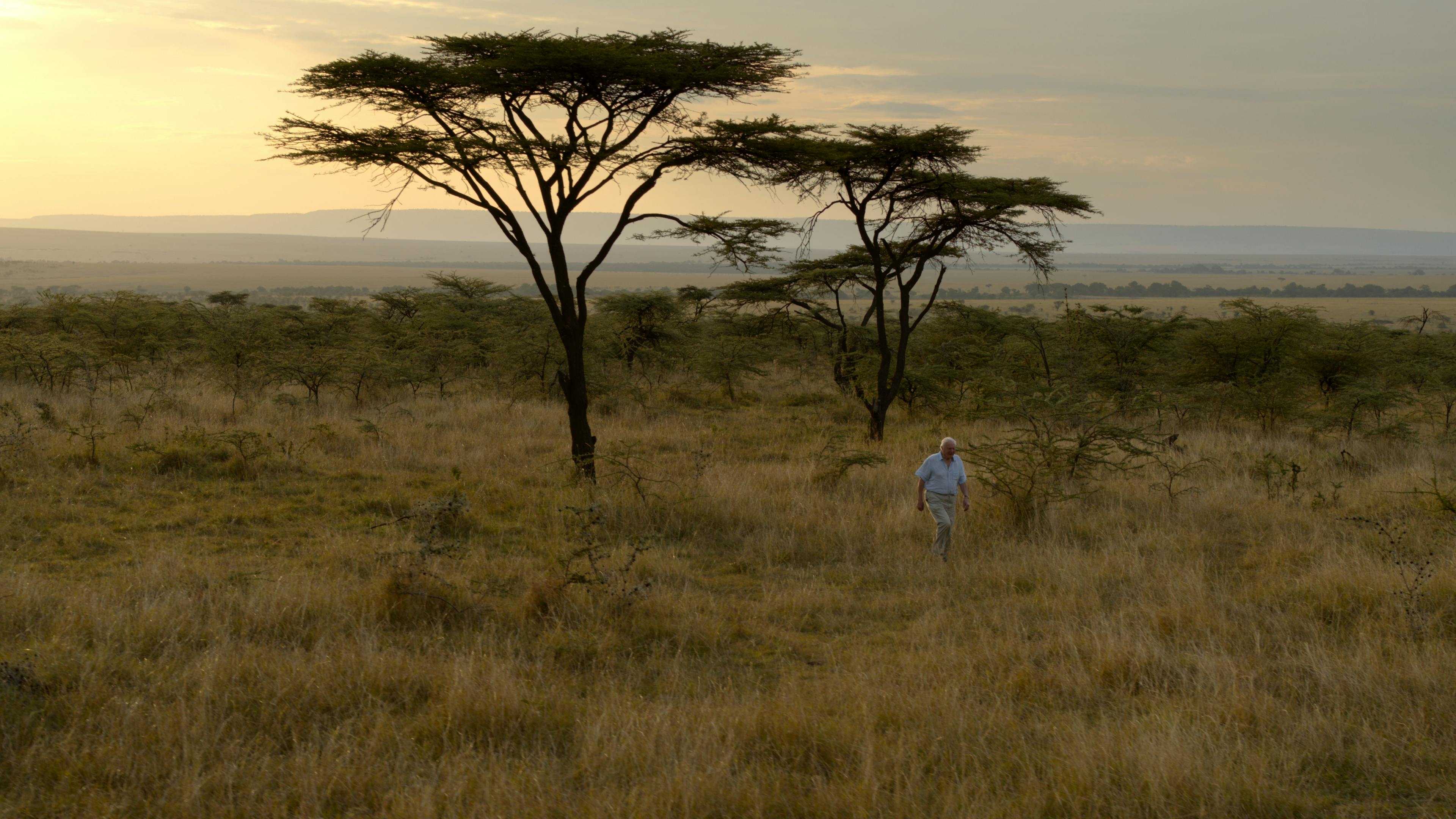 David Attenborough loopt in Maasai Mara in Kenia. De afbeelding is een still uit Our Planet.