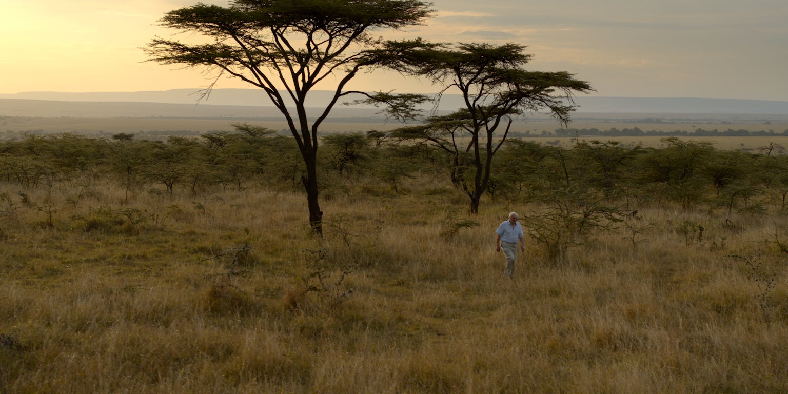 David Attenborough loopt in Maasai Mara in Kenia. De afbeelding is een still uit Our Planet.