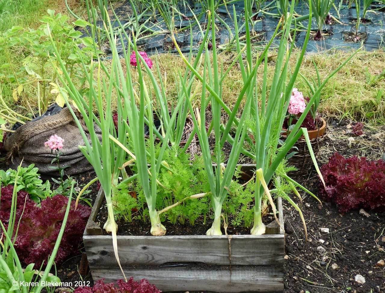 Uien en wortels naast elkaar in een moestuin.