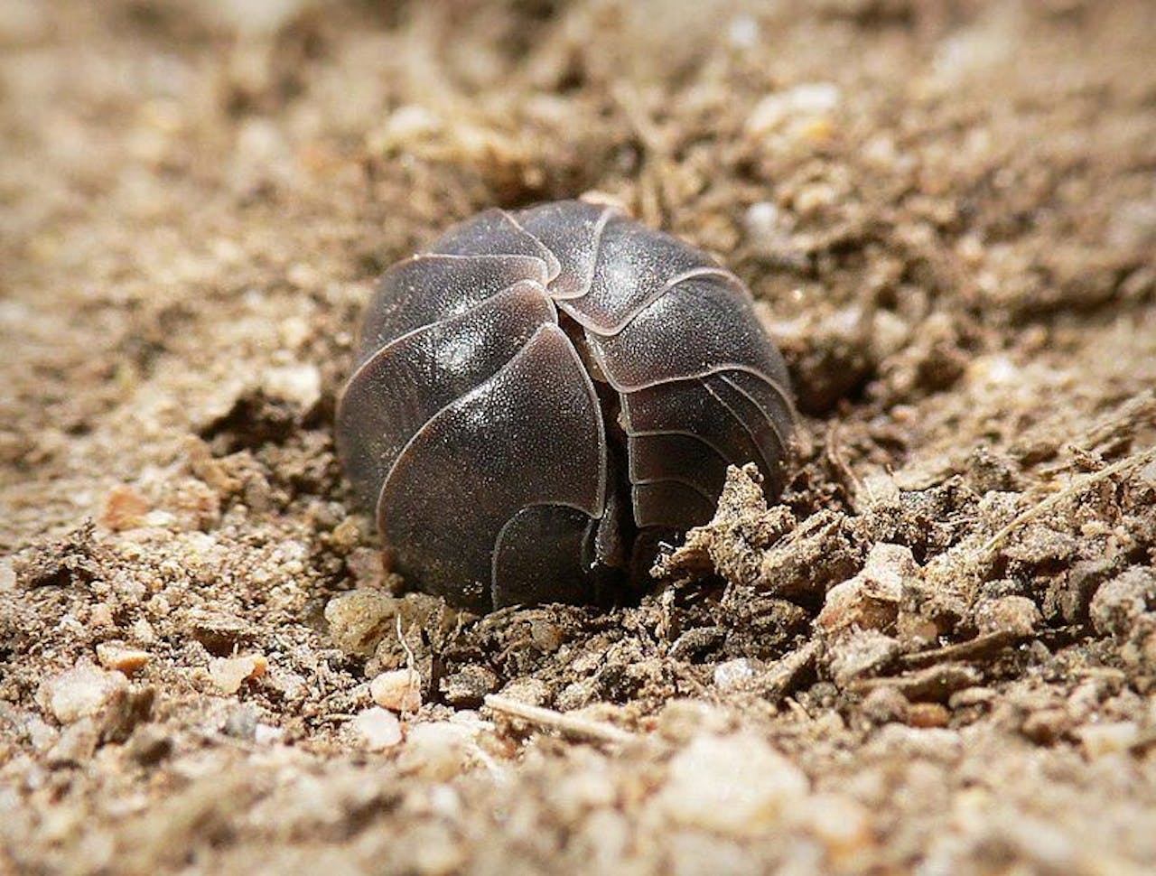 Een opgerolde leidekker op de grond.