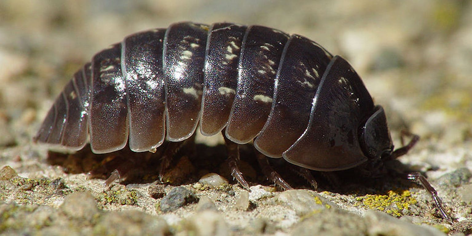 Een zwart en bruin insect op de grond.