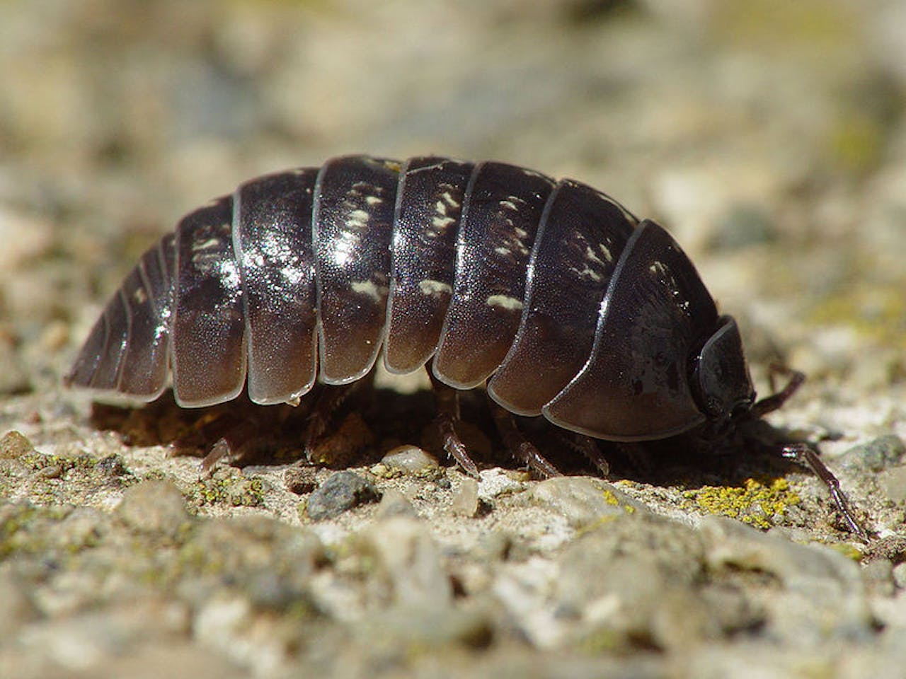 Een zwart en bruin insect op de grond.