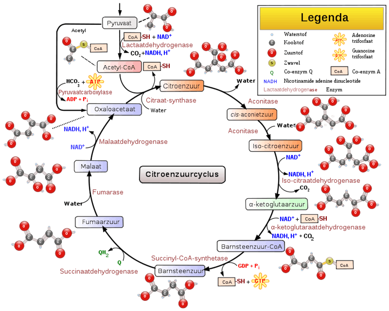 Een diagram die de citroenzuurcyclus weergeeft.