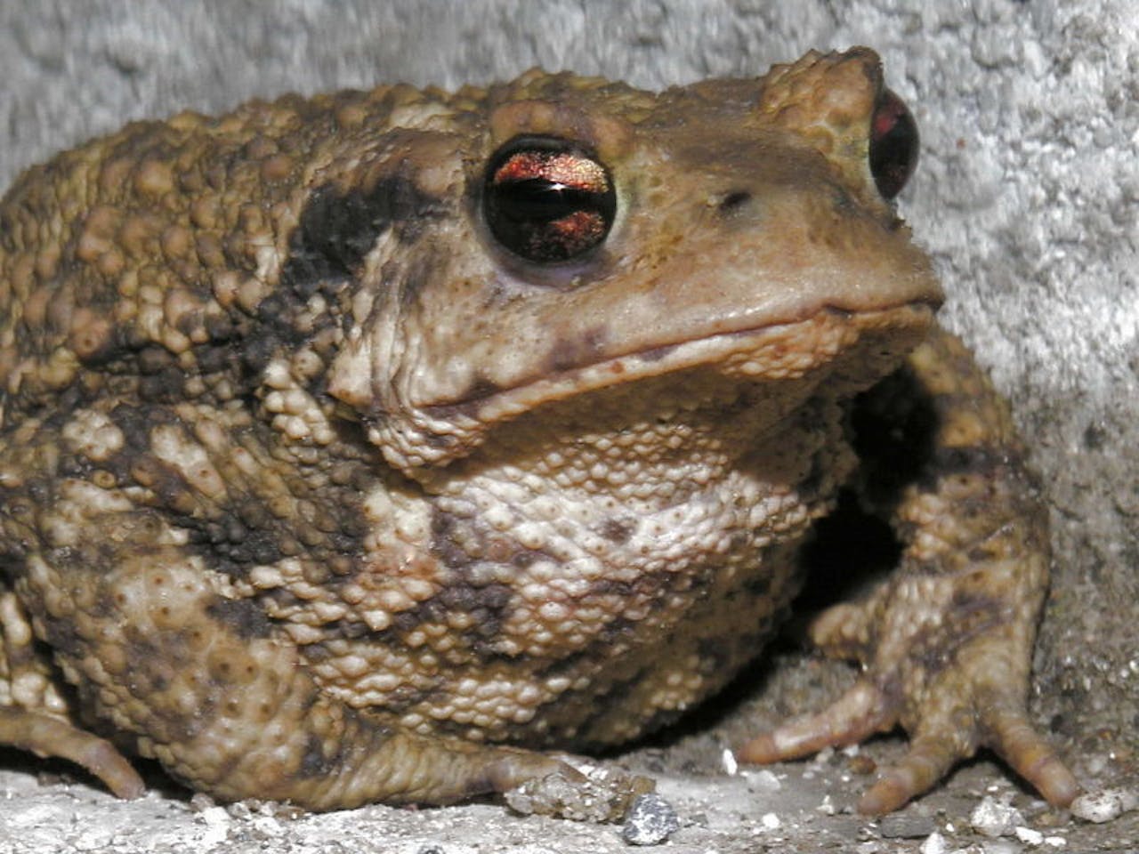 Een grote bruine pad zittend op de grond.