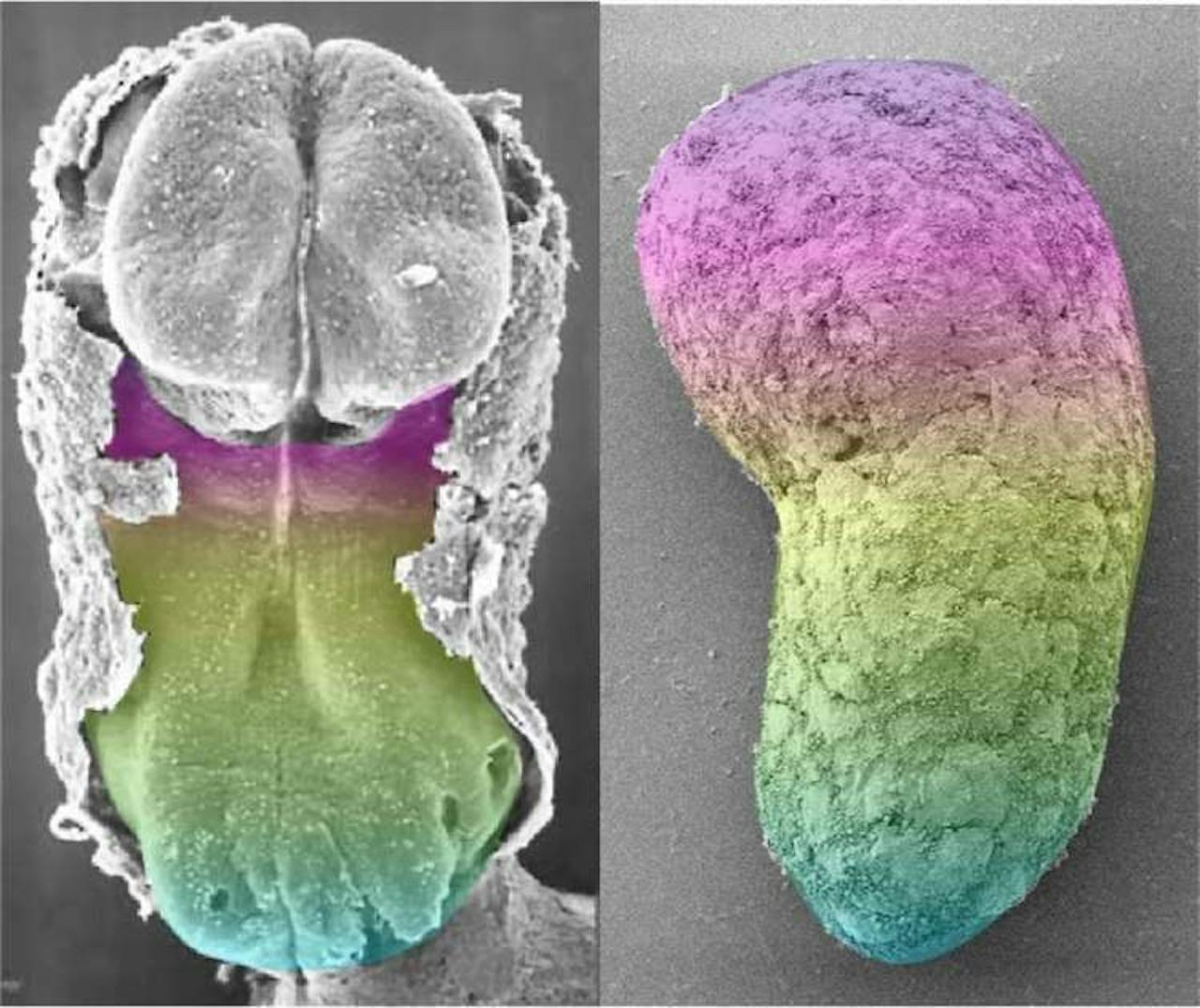 Links een 20 dagen oud menselijk embryo. Rechts een model van een embryo dat door wetenschappers is gemaakt.