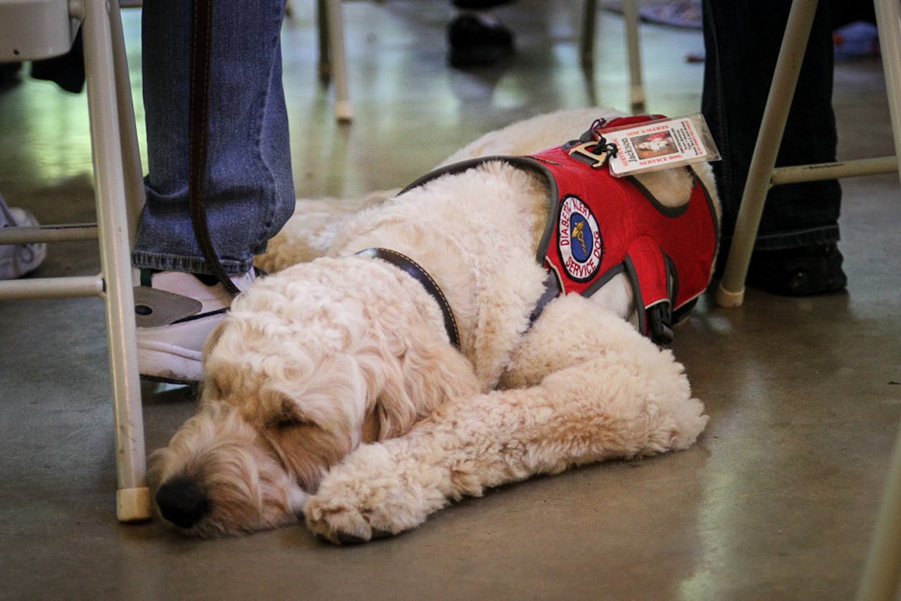 Een labradoodle slaapt op de grond met een hulphesje aan.