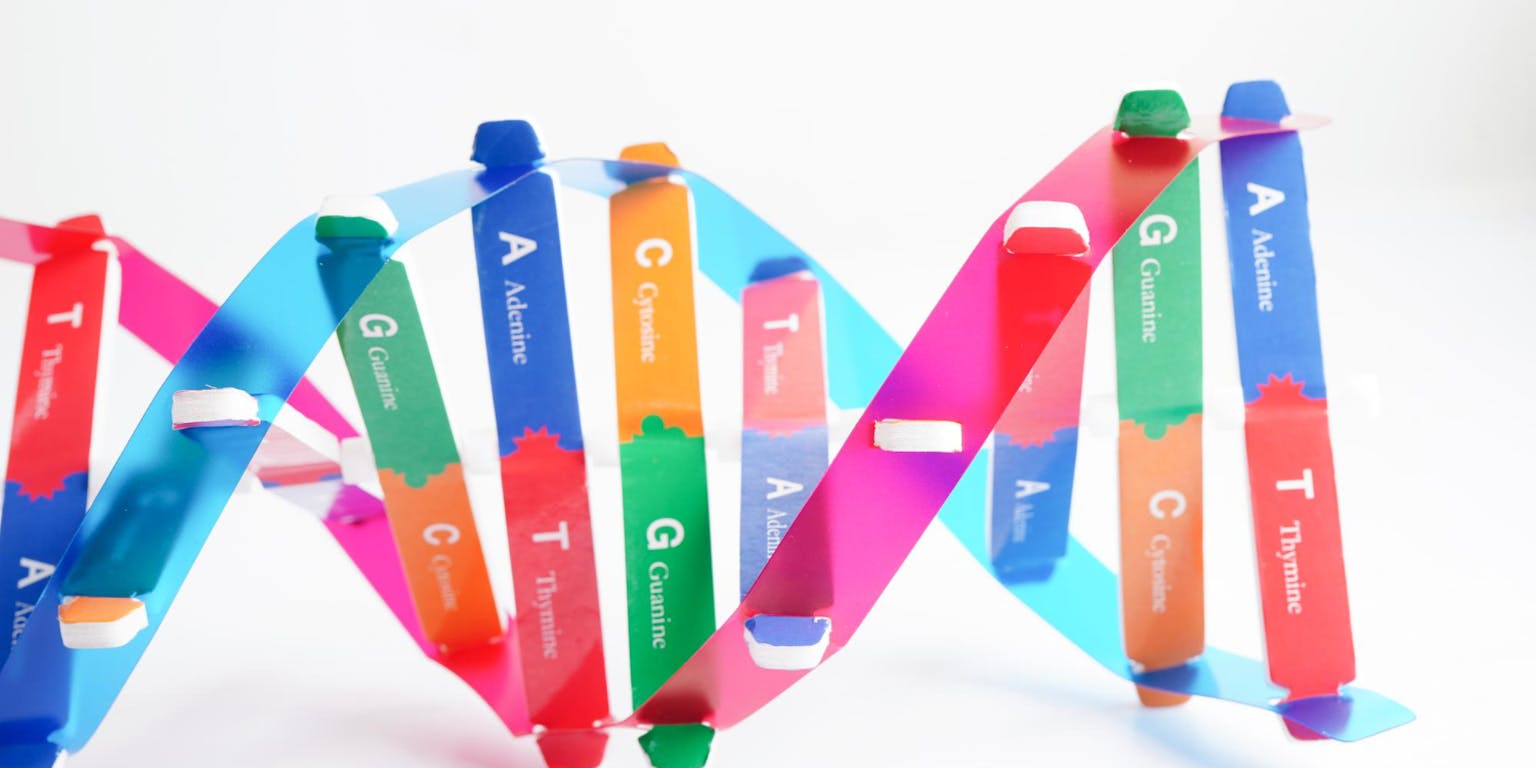 dna in kleurige strengen met de namen van de dna-onderdelen erop gezet