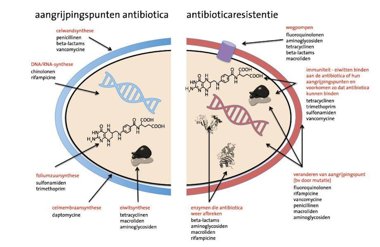 Een diagram van de aangrijpingspunten voor antibiotica in de bacteriële cel en resistentiemechanismen ontwikkeld door bacteriën.