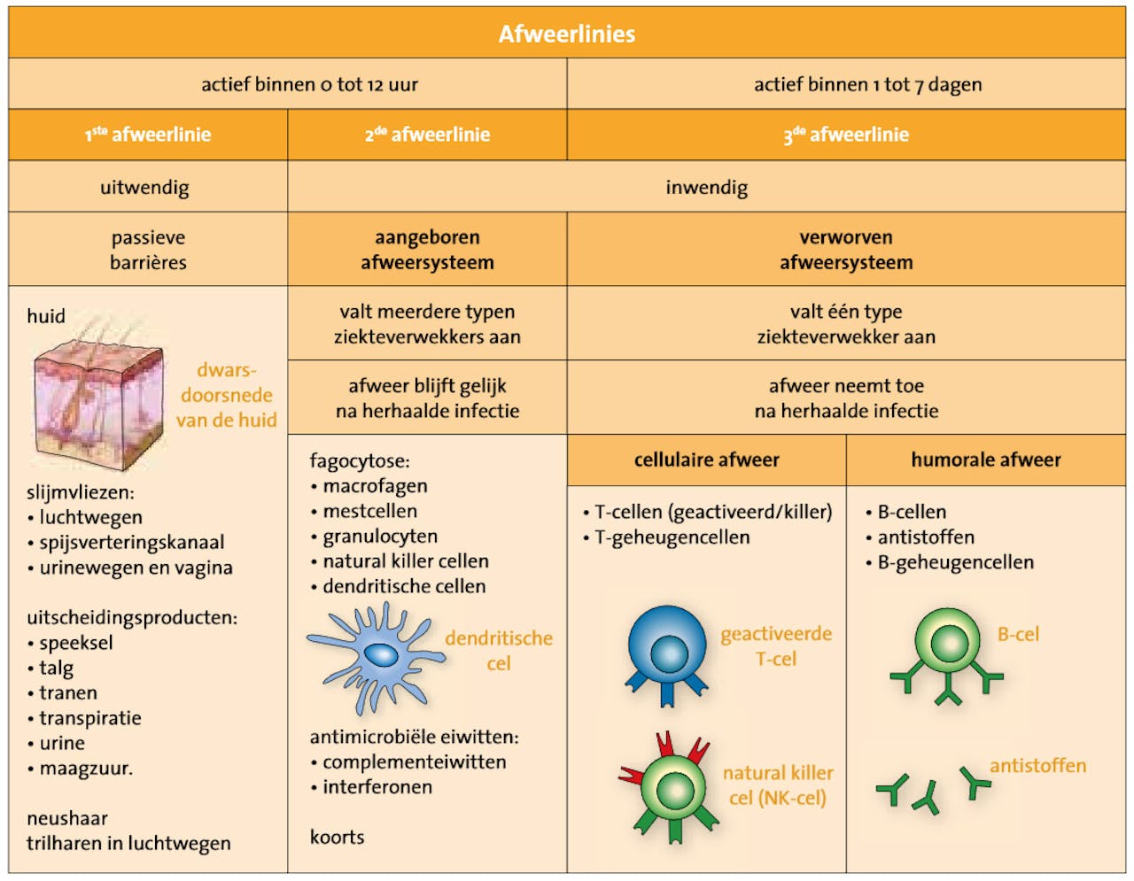 Een tabel met de verschillende afweerlinies van het lichaam.