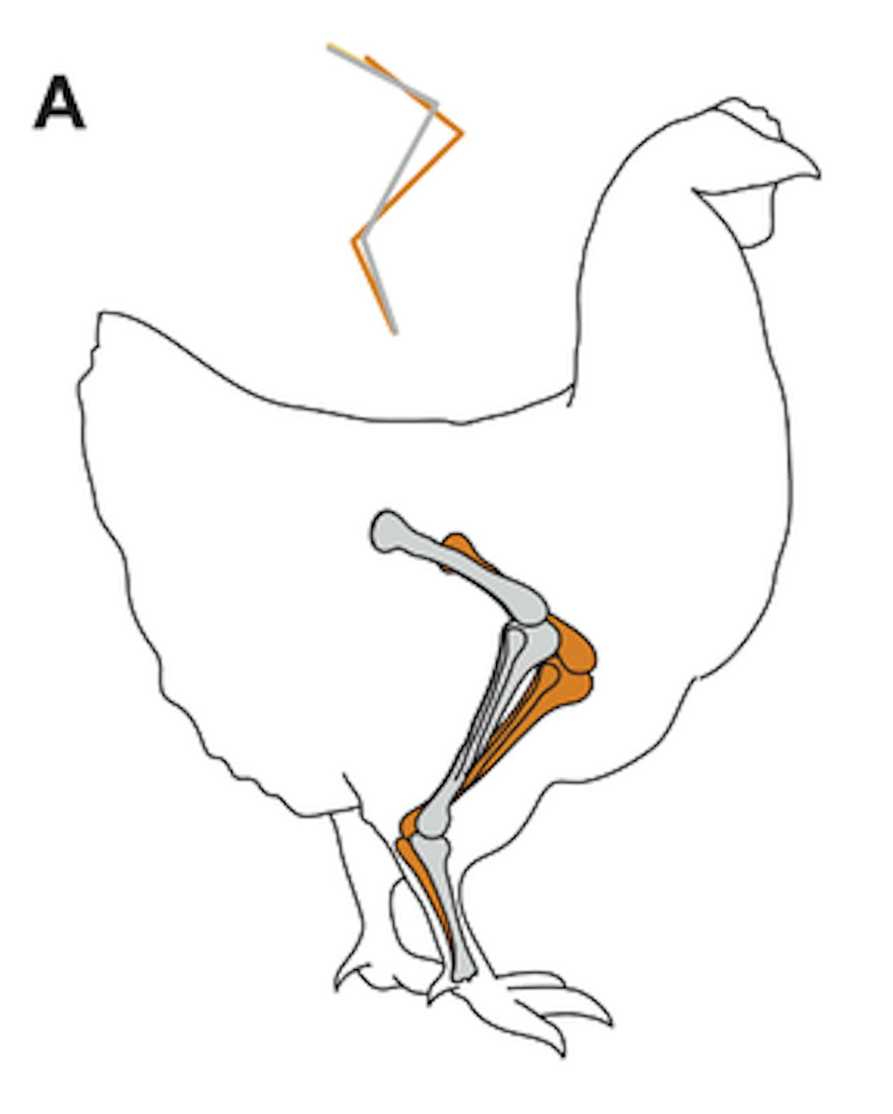 Een diagram van het skelet van een kip.