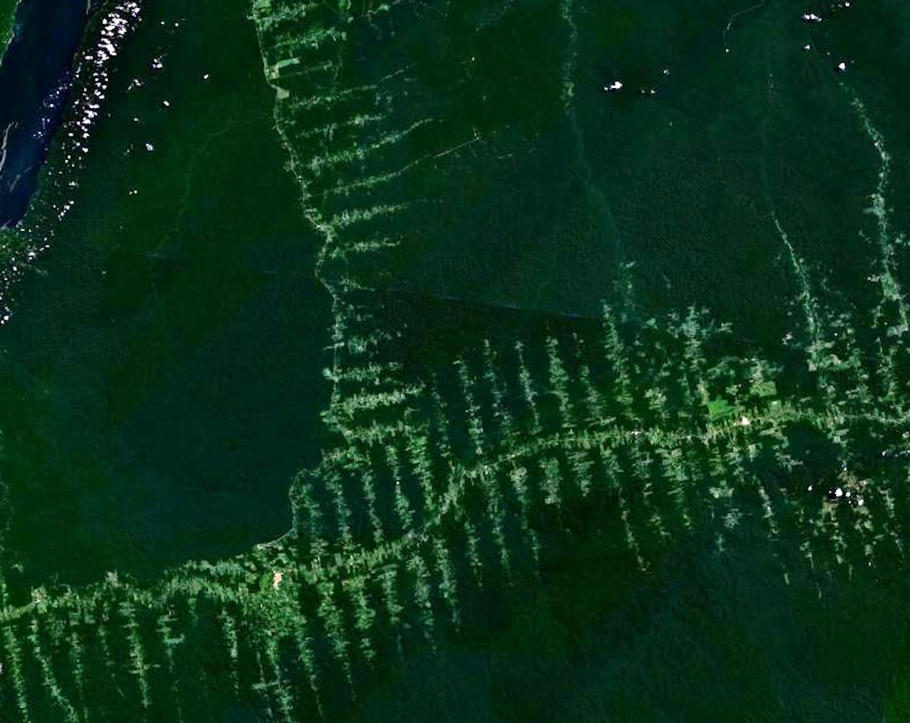 Ontbossing in het Amazoneregenwoud, zichtbaar gemaakt op satellietbeelden. De visgraatstructuur wordt gevormd door wegen die het bos inlopen.