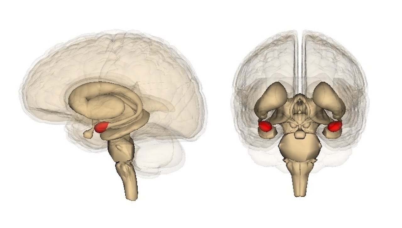 Twee schematische afbeeldingen van onze hersenen. Het rode gedeelte heet amygdala. Deze hersenstructuur speelt een belangrijke rol bij het vormen en opslaan van emotionele herinneringen.