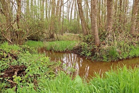 Door het drassige land is het waarschijnlijk dat er een watermolen heeft gestaan. Een sloot met eilandjes van gras en wat bomen.