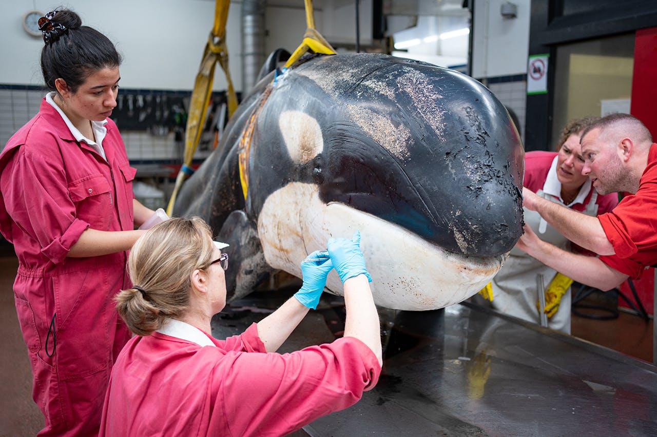 Twee mensen behandelen een orka.