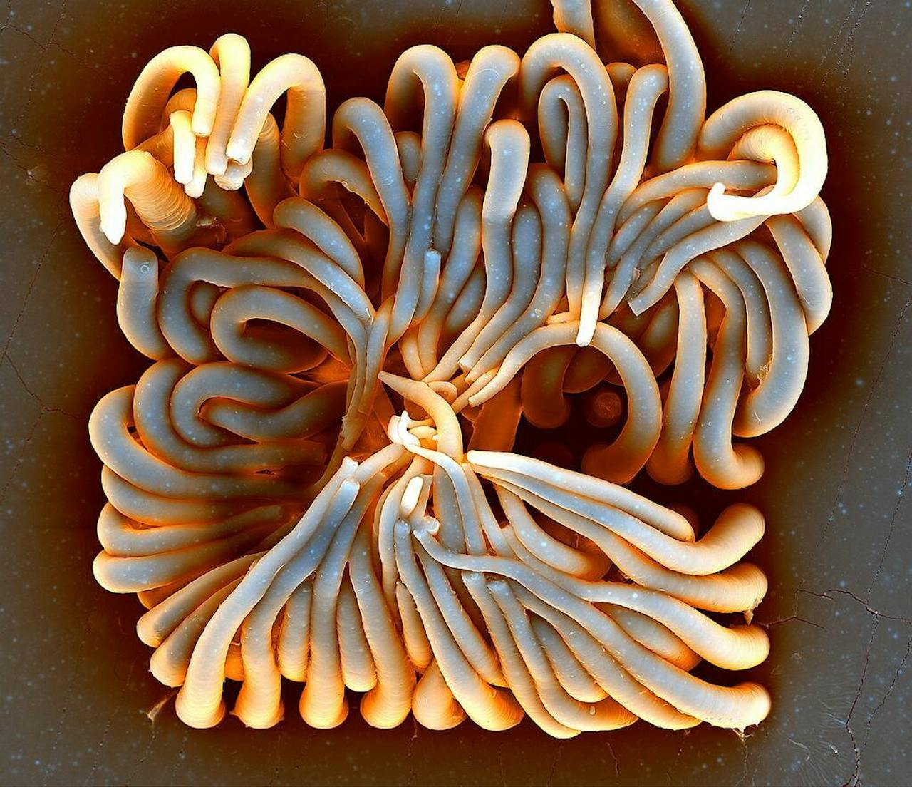 Met de afbeelding ‘Artificial Life’ won Ye Wang (TU Eindhoven) de ‘Art in Science Award’.