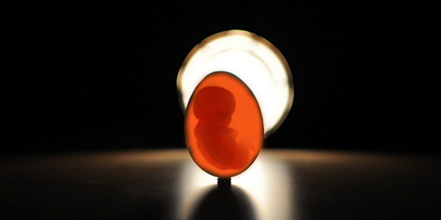 Een menselijke embryo in een ei.