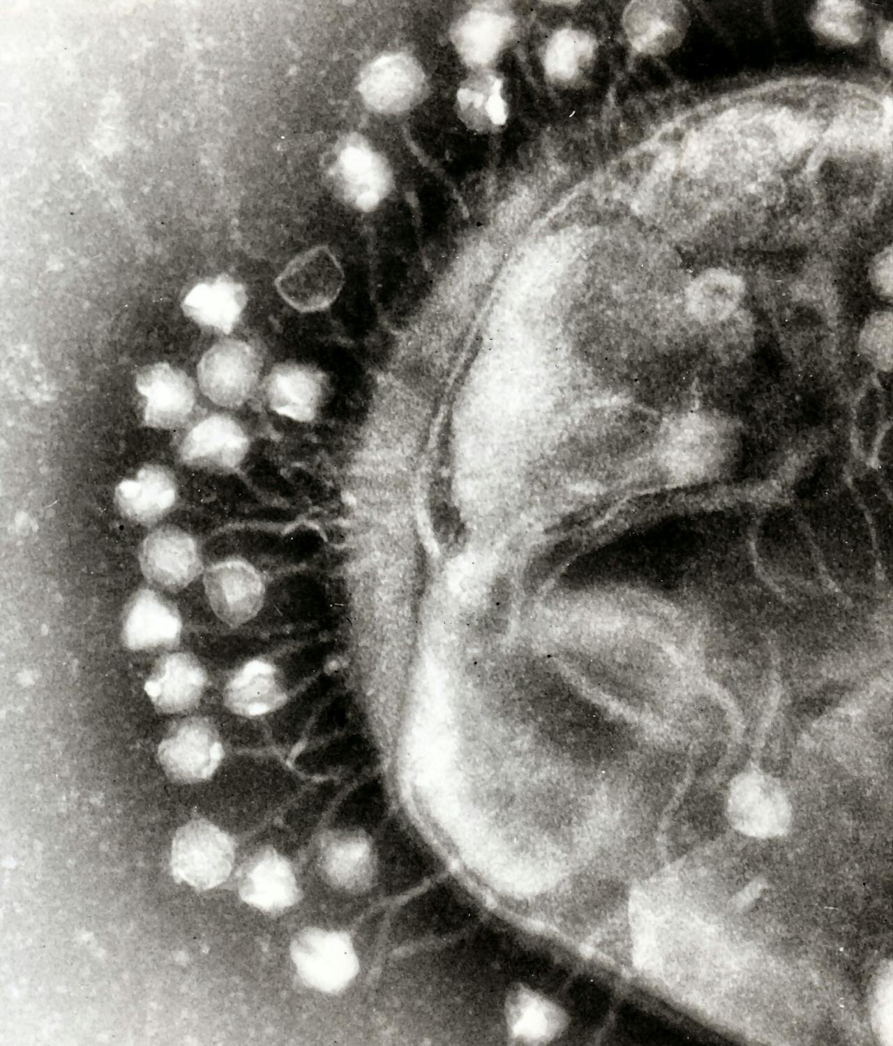 bacteriofagen op een celwand