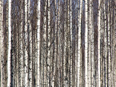 Een productiebos in Finland. Heel veel stammen van berkenbomen naast en en achter elkaar.