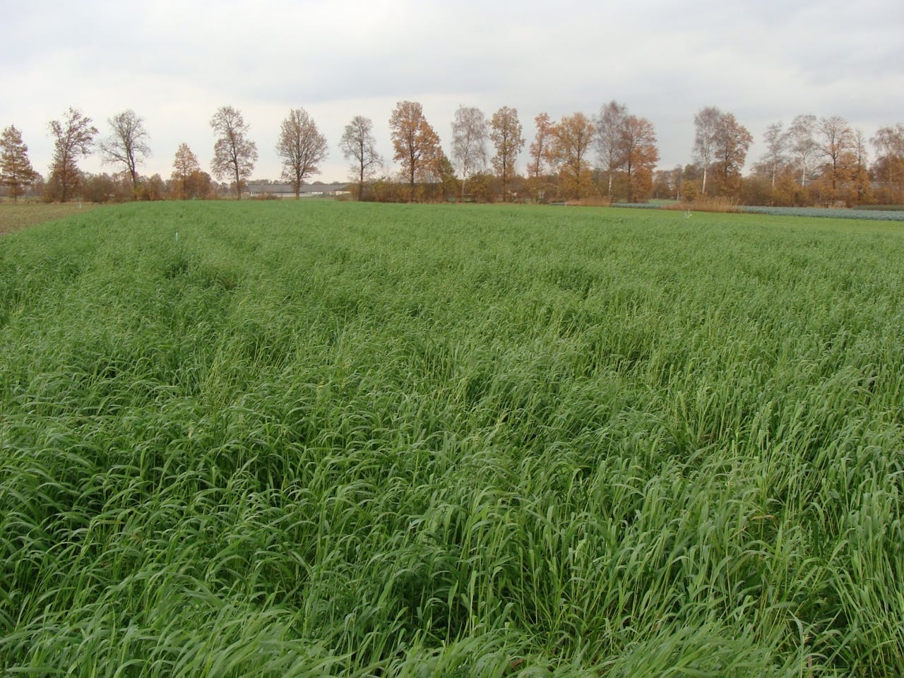 Een grasveld van bladrammenas met bomen op de achtergrond.