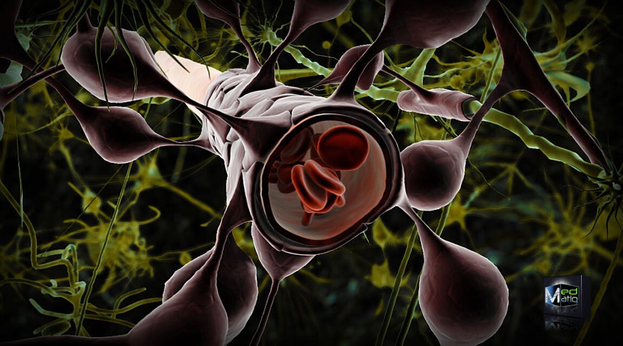 Een illustratie van de bloed-hersenbarière. Dit is een laag van cellen en eiwitten die voorkomt dat stoffen uit het bloed de hersenvloeistof kunnen binnendringen.