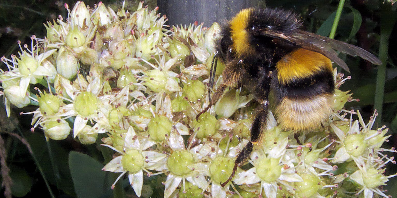 Een hommel op een bloem.