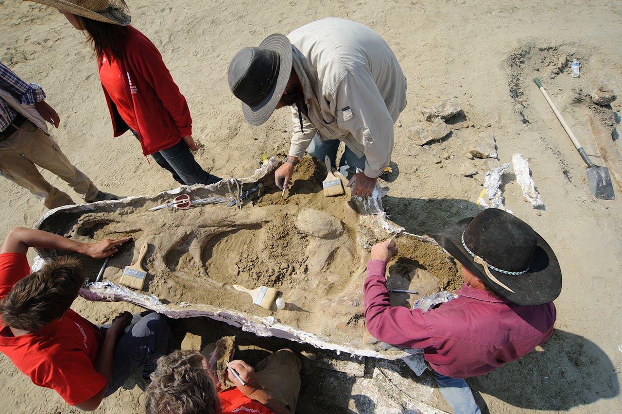 Opgraving van T. rex deze maand in de VS, met een bovenaanzicht op de linkerzijde van de schedel.