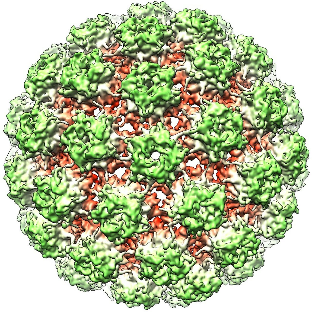 Bovine Papillomavirus