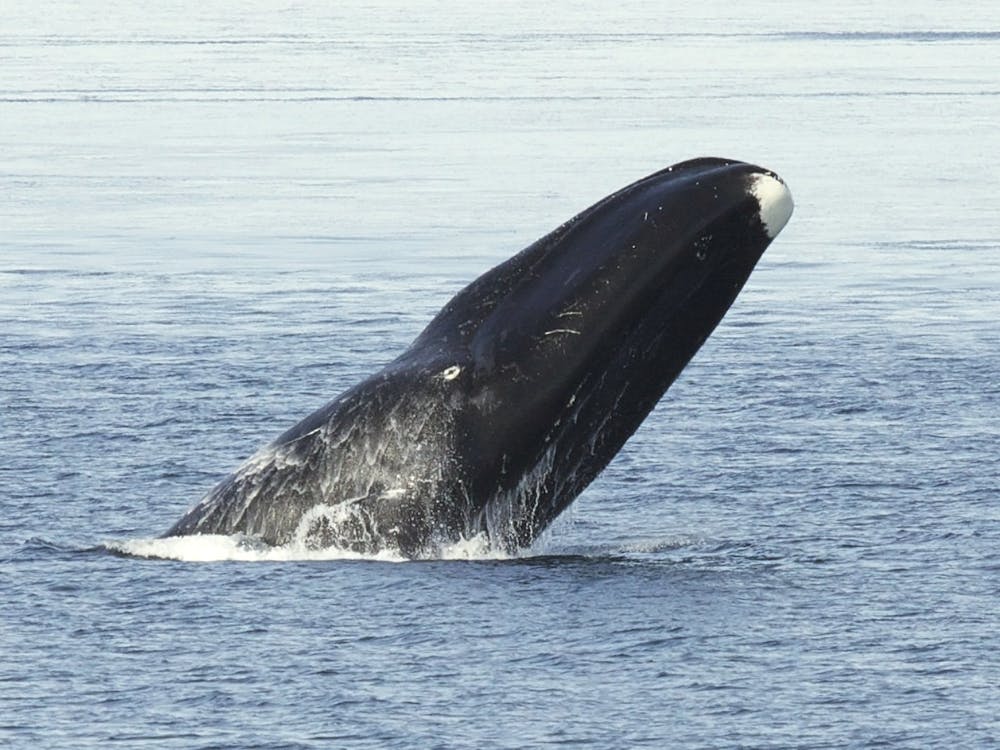 Groenlandse walvis die met zijn kop uit het water steekt