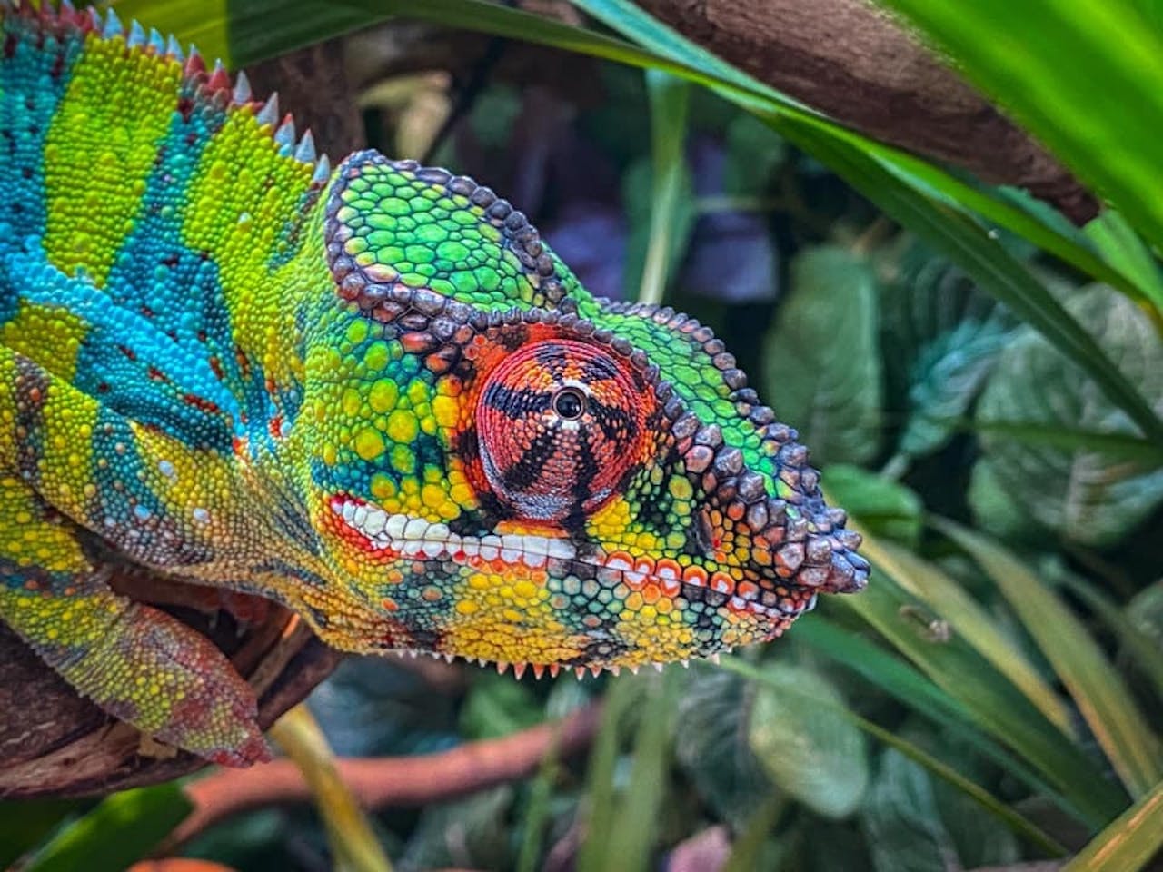 Een close-up van een kleurrijke kameleon.