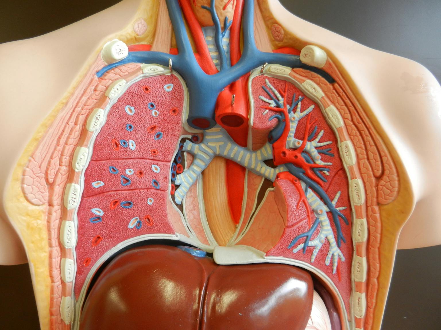 Een model van een menselijke torso met de interne organen.