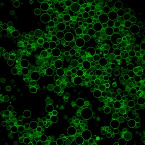 Groene bubbels (liposomen) op een zwarte achtergrond.