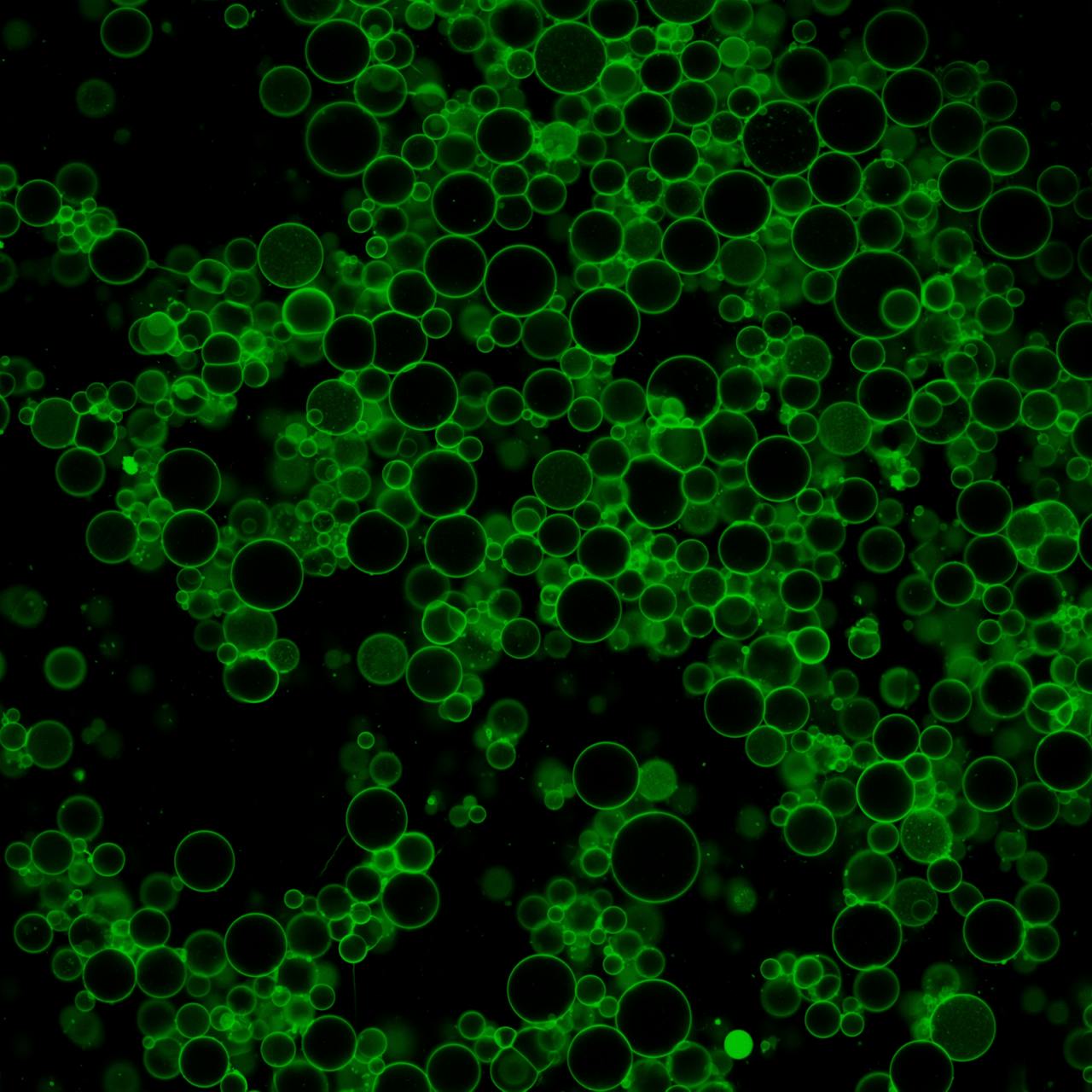 Groene bubbels (liposomen) op een zwarte achtergrond.