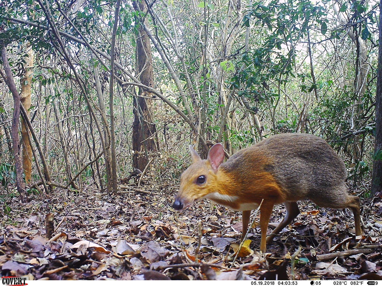 Een cameraval zorgde ervoor dat wetenschappers het Vietnamese muishert weer in beeld kregen. (Tragulus versicolor) Een Vietnamees dwerghert loopt door het bos.