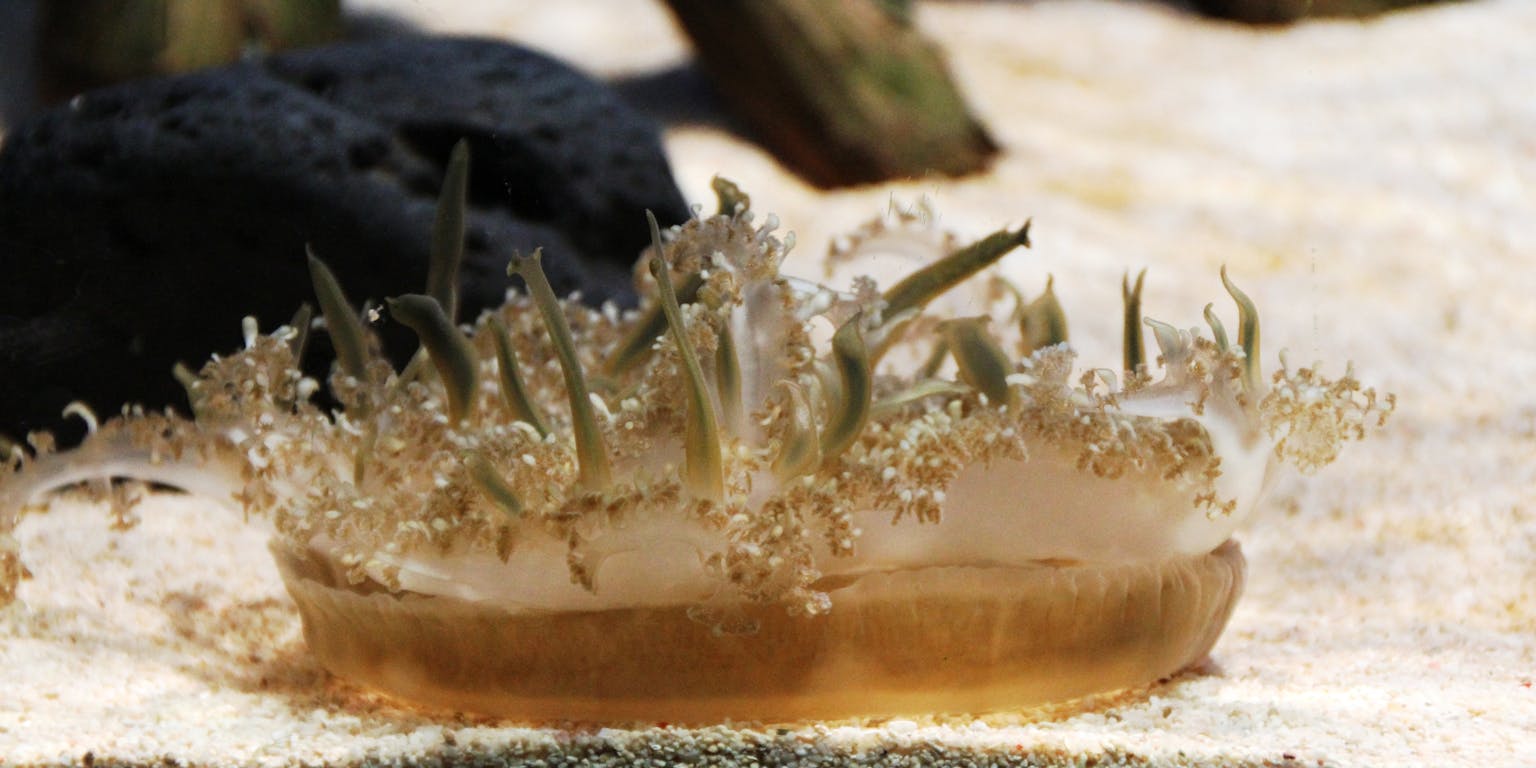 Upsidedown Jellyfish in een aquarium