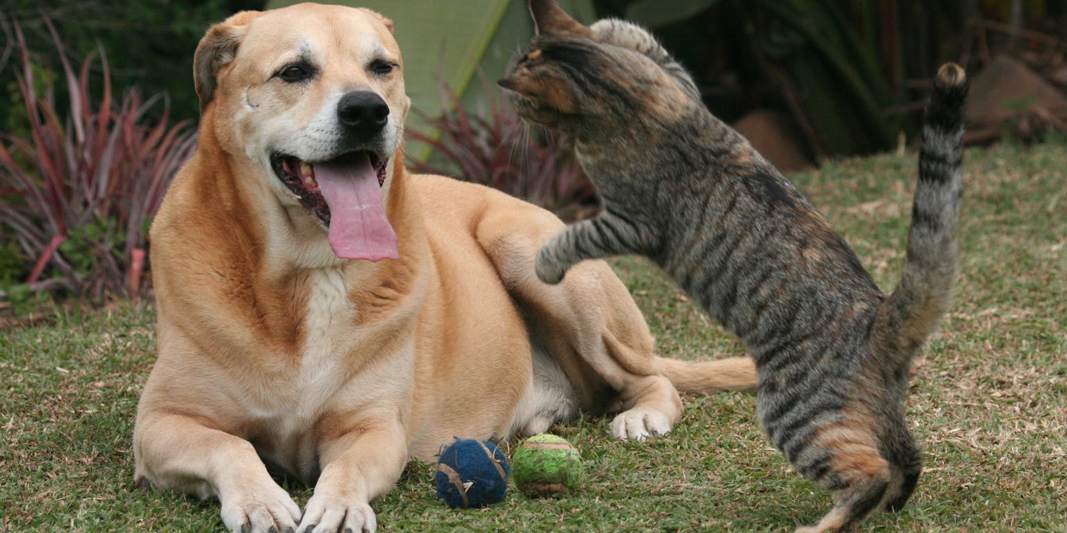 Een hond die met een kat speelt.