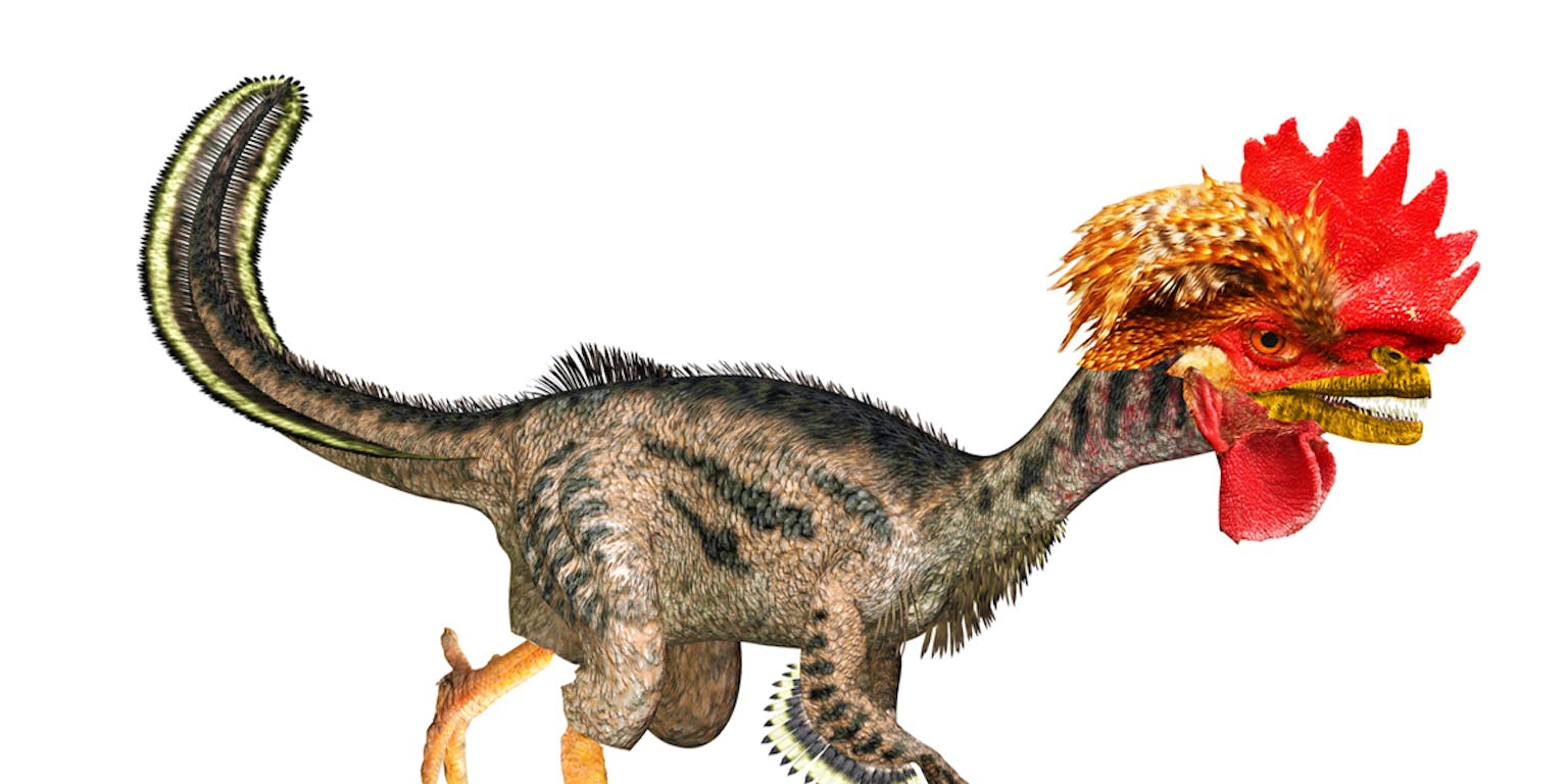 Een combinatie van een kip en een dinosaurus: de chickenosaurus.