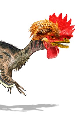 Een combinatie van een kip en een dinosaurus: de chickenosaurus.